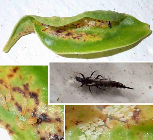 Réf. 225 184 : Gynaikothrips sp.